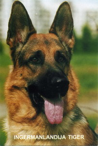 немецкую овчарку. Джерри или Каренина.