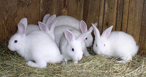 Много белых кроликов