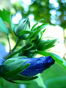 Синя троянда