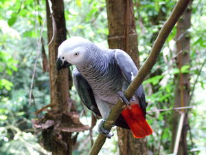 Grey parrot