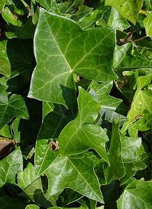 плющ обыкновенный, Hedera Helix