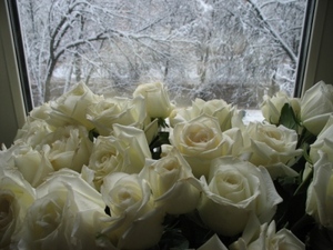 только белые розы)