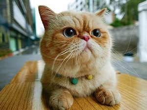 Exotic Shorthair Cat