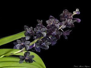 Живая черная орхидея