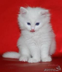 белого котенка с голубыми глазами