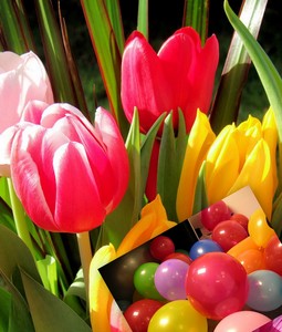 Букет из сотни тюльпанов и 100 воздушных шариков)))