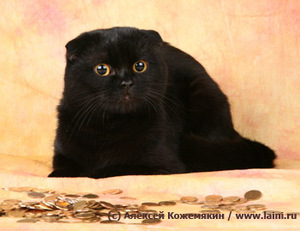 Шотландский вислоухий черный кот