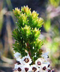 Вереск(а точнее Erica calycina)