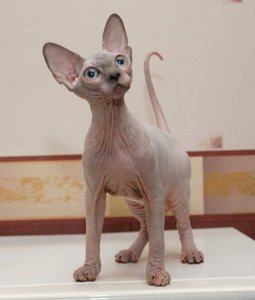 Котёнок сфинкса
