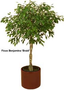 Ficus Benjamin