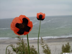 huge poppy field by the sea