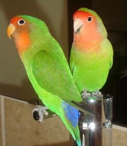 попугайчики-неразлучники