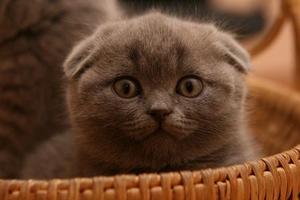 британский котёнок
