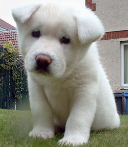 akita