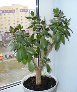 денежное дерево