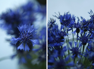 Букет волошок