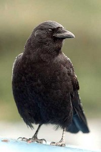 Corvus corax