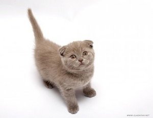 scottish fold