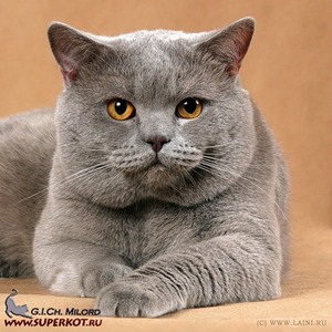 Я хочу БРИТАНЧИКА!!!