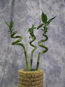 lucky bamboo