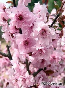 Увидеть цветение сакуры в Японии