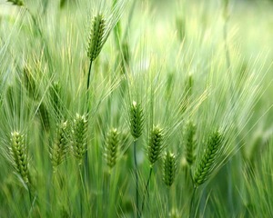 Пшеничное поле и пофоткаться