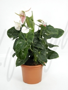 Anthurium andrianum white