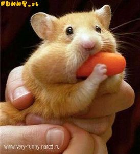 Посадить хомяка на диету