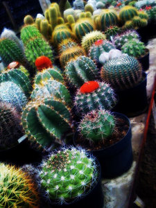 кактус или алоэ