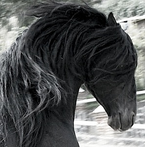 Friesian horse