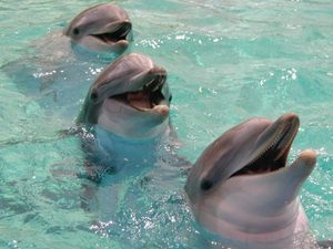 потрогать дельфина