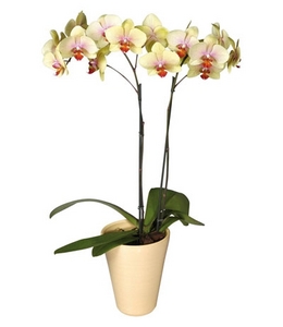 Орхидея (фаленопсис)