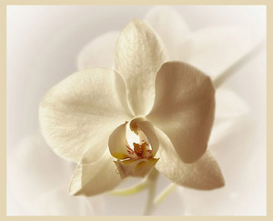 Орхидею белую в горшке