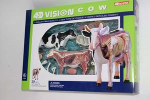 Анатомческую модель коровы или кого-нибудь другого