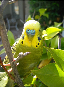 Зеленый попугай :)
