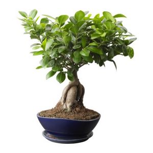 FICUS MICROCARPA GINSENG (икеа)