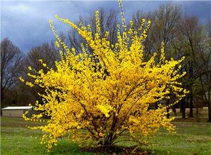 Forsythia ovata