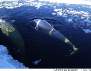 съездить на белое море