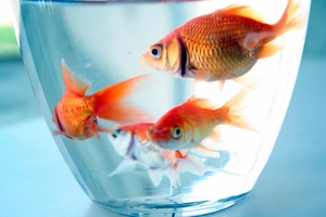 золотая рыбка