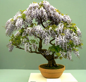 Bonsai Tree