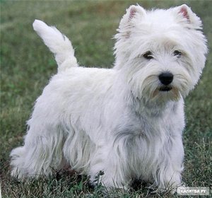 West  Highland White Terrier