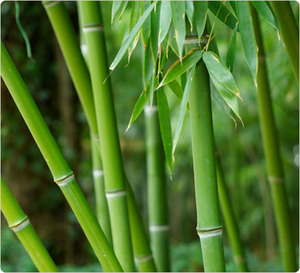 бамбук(вазон)
