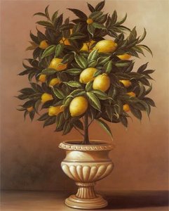 лимонное деревце