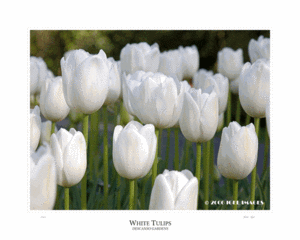 white tulips