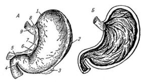 проверить желудок
