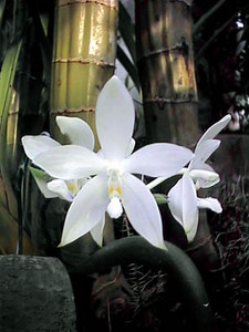 букетик орхидей