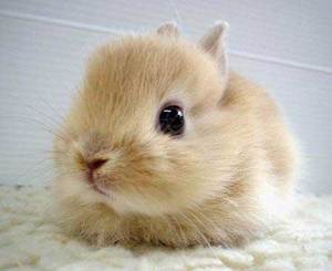 карликового кролика