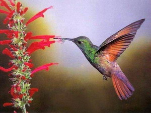 увидеть птичку колибри в естественной среде обитания