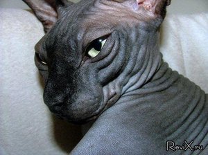 Хочу котенка!!!))