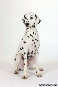 Dalmatian